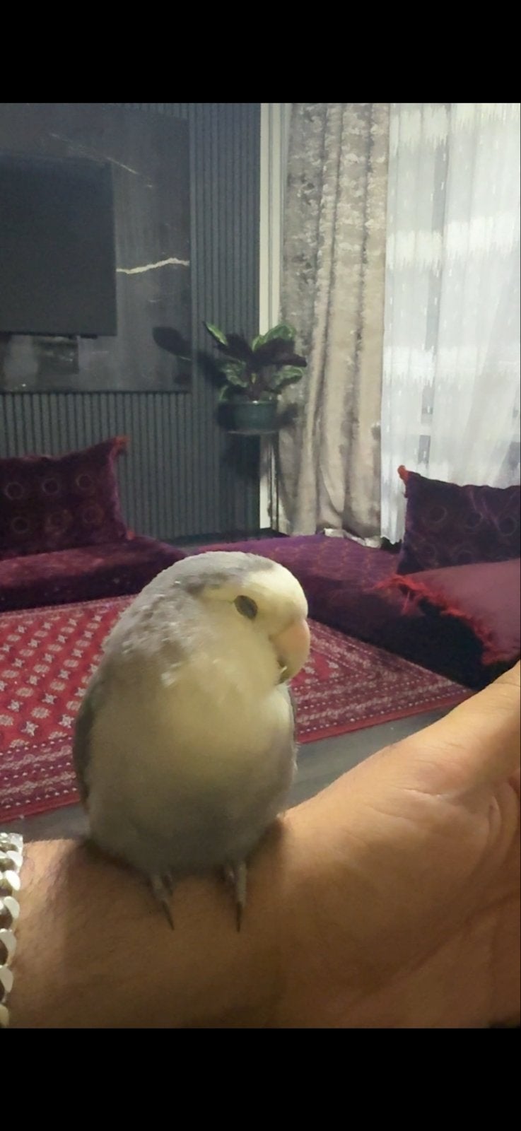 VERMIST – TAMME DWERGPAPEGAAI (LOVEBIRD), Geslacht onbekend, Tam
