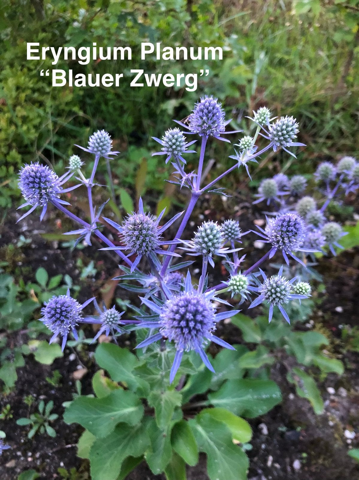 zaden Eryngium Planum, kleine Kruisdistel, Ophalen of Verzenden, Najaar, Zaad