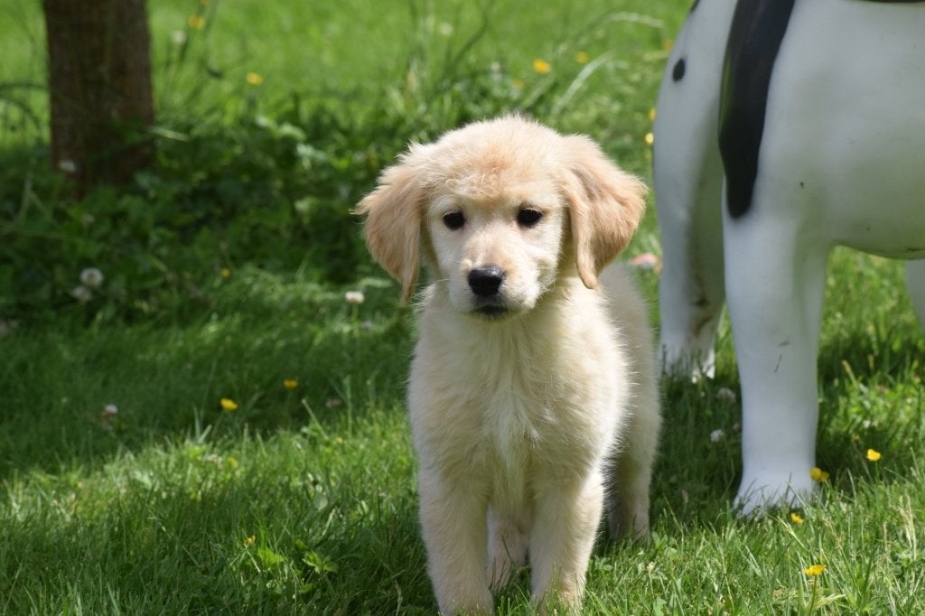 Golden retriever pups, Dieren en Toebehoren, Honden | Retrievers, Spaniëls en Waterhonden, Golden retriever, België, 8 tot 15 weken