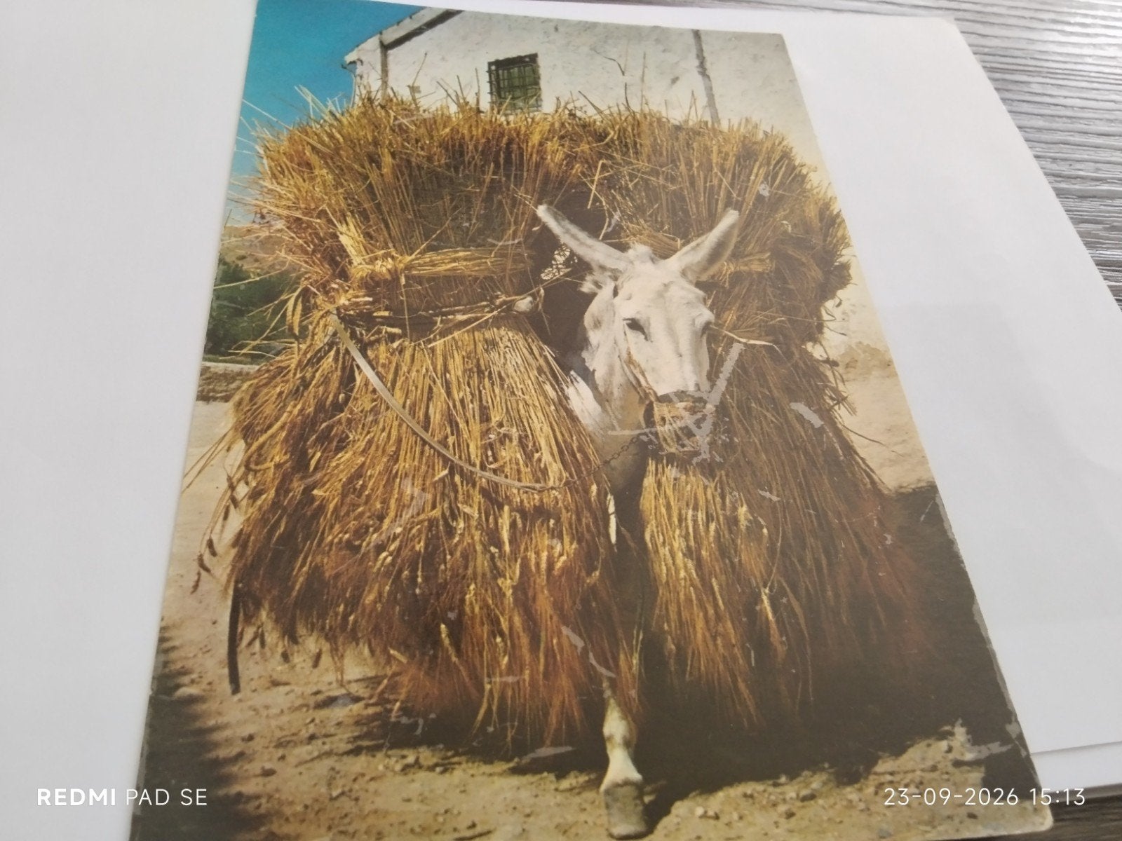 Ongelopen ansichtkaart Spanje - Ezel met graan, Verzamelen, Ophalen of Verzenden, 1960 tot 1980, Ongelopen
