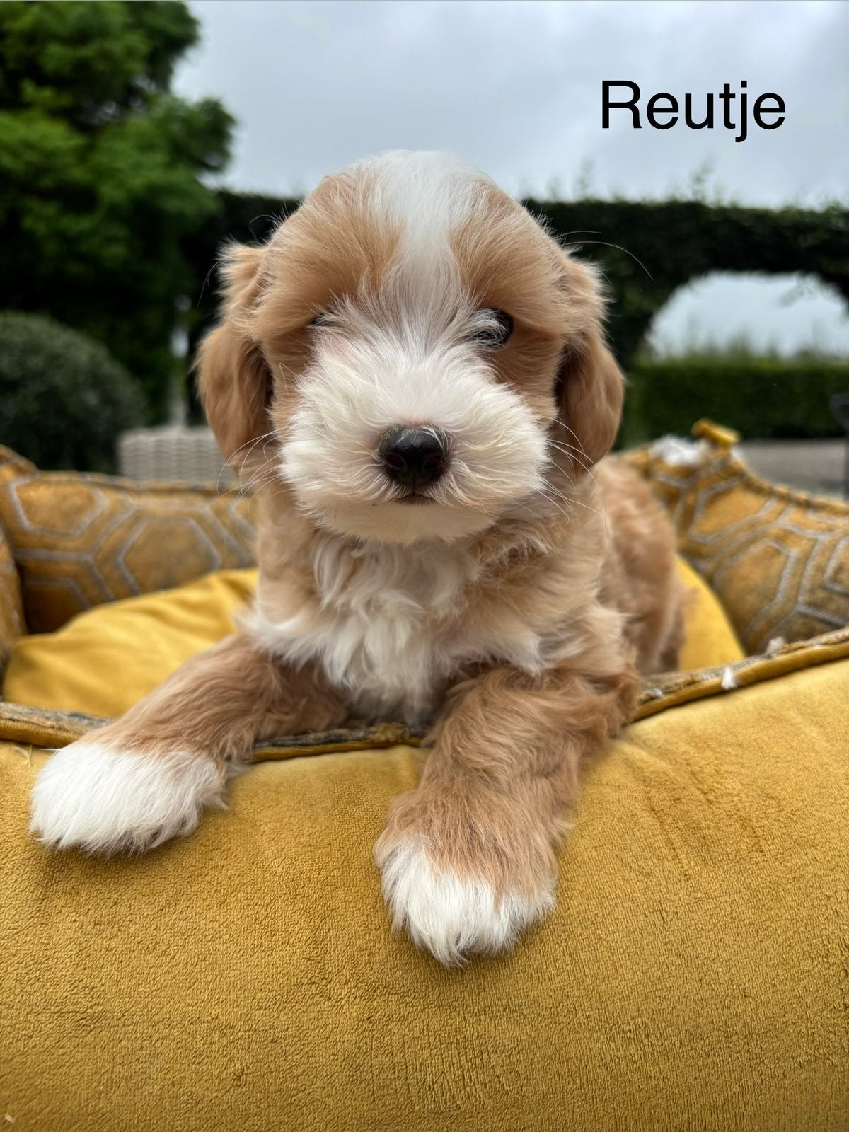 Maltipoo pups, Nederland, Overige rassen, 8 tot 15 weken, Meerdere