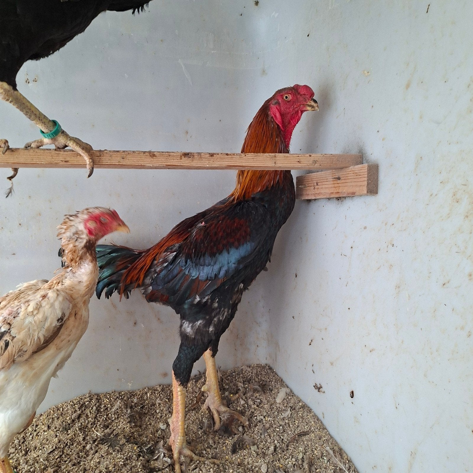 Indio Gigante ruilen of te koop.