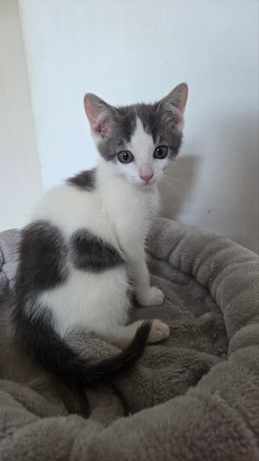 Kittens, Meerdere dieren