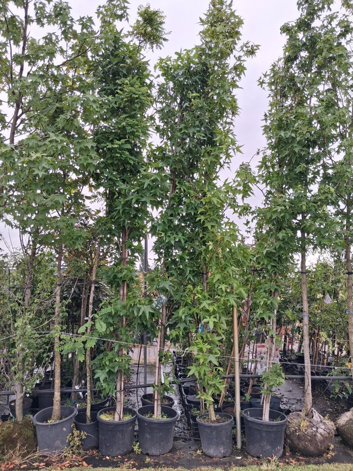 Zuil amberboom 'Slenders Silhouette' 350-400cm, Tuin en Terras, Planten | Bomen, In pot, Halfschaduw, Ophalen of Verzenden, Zomer