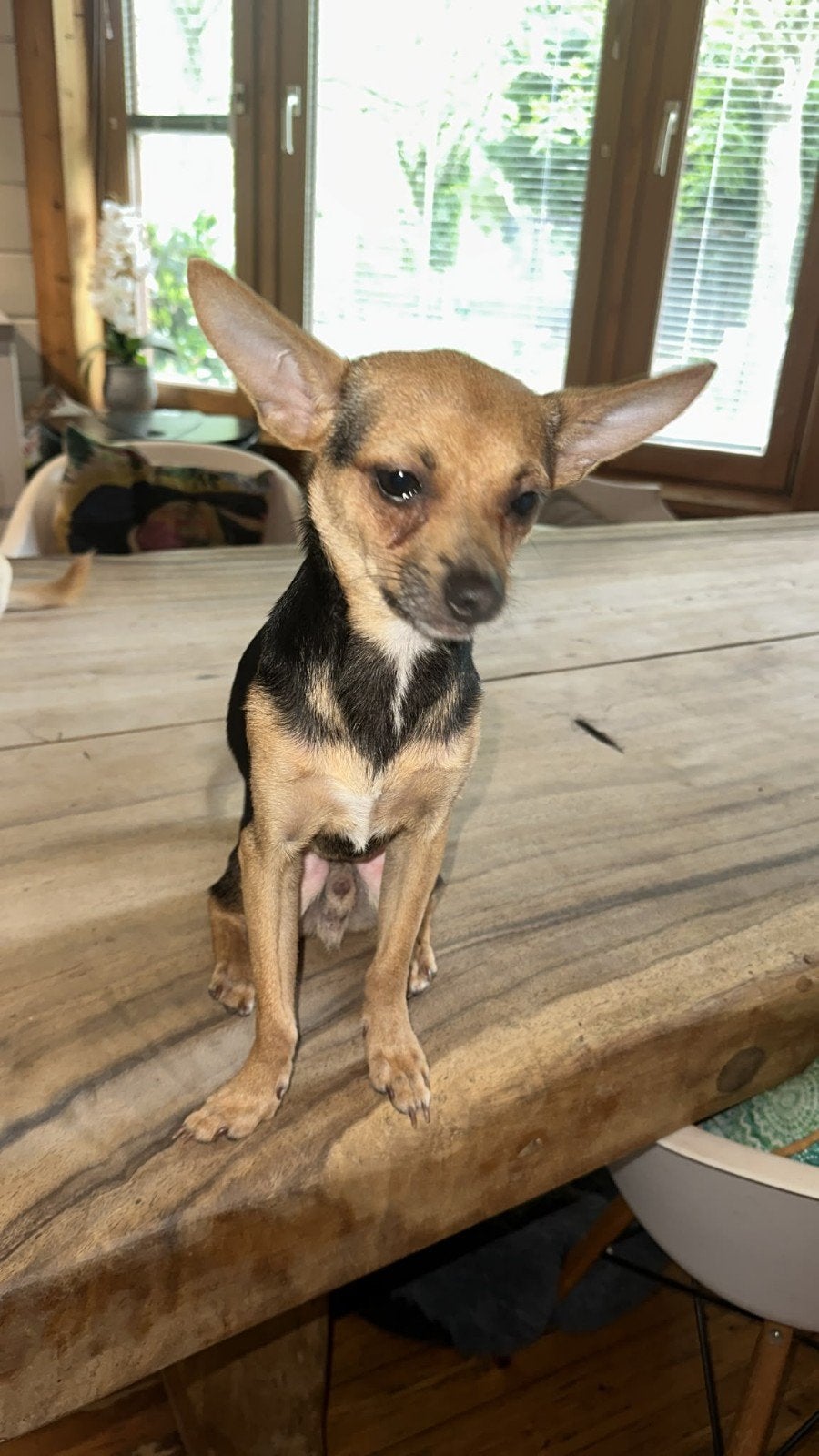 Chihuahua Max is in Lelystad, 1 tot 2 jaar, Buitenland, Parvo, Eén hond