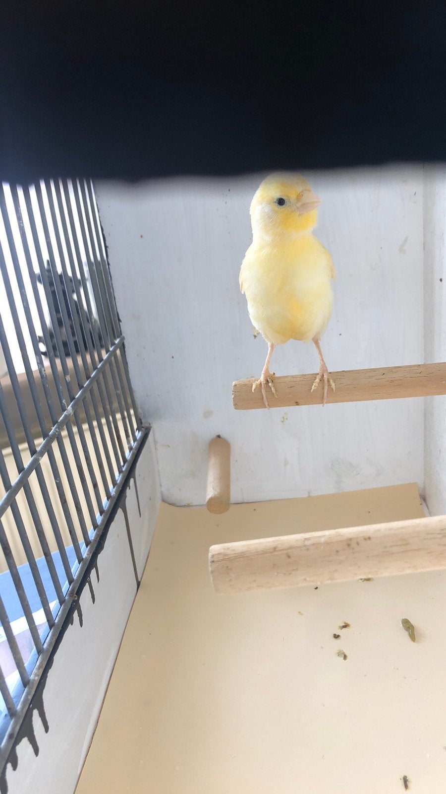 Te Koop ; prachtige Jonge Kanarie Pop, Dieren en Toebehoren, Vogels | Kanaries, Vrouwelijk, Kleurkanarie