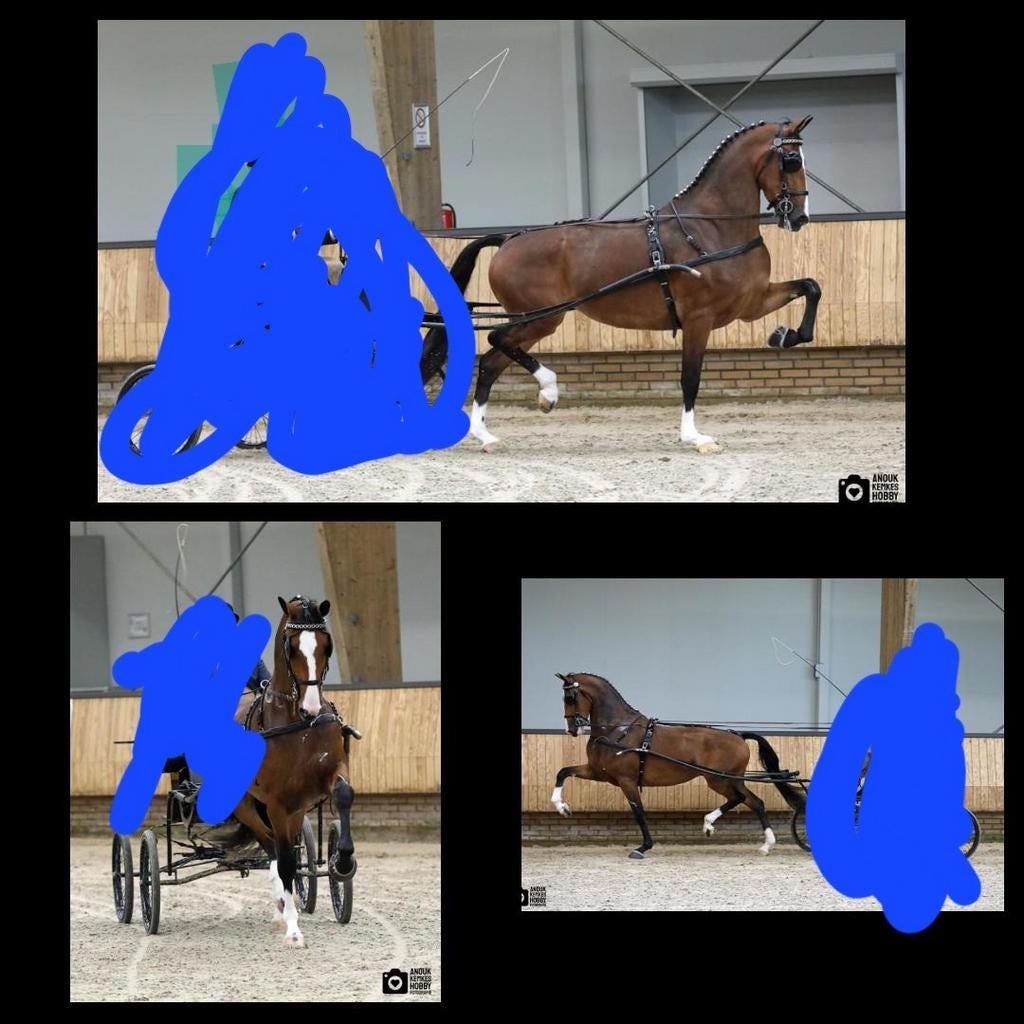 Prachtige keur merrie., Dieren en Toebehoren