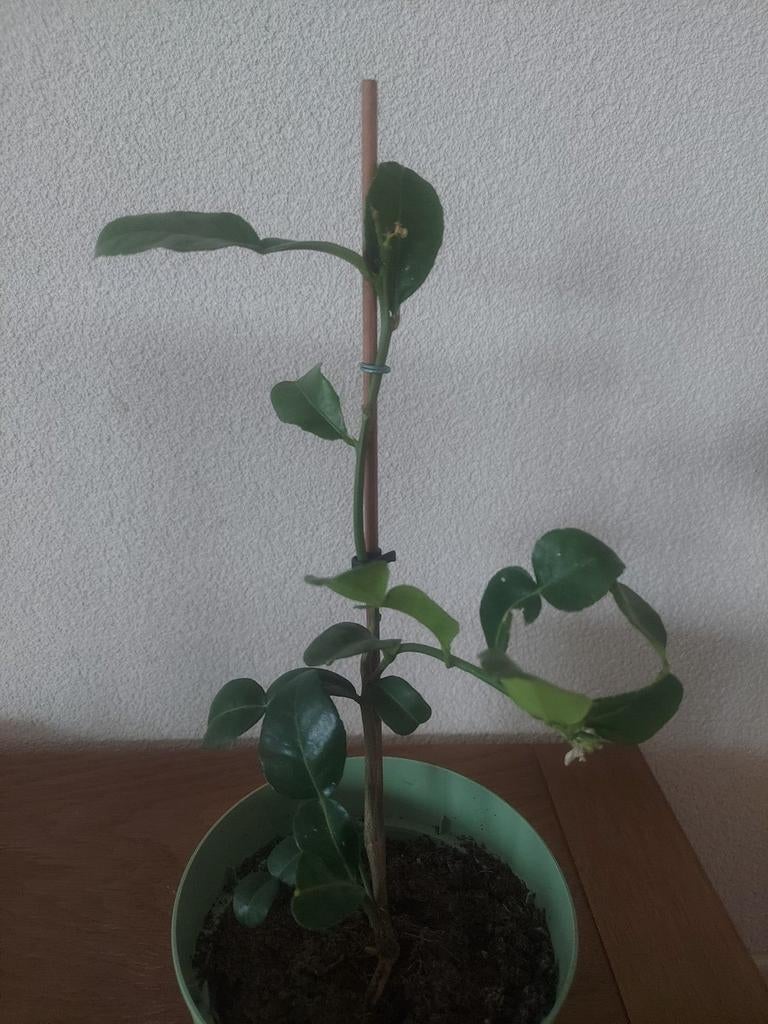 Kaffirlimoen plant, jeruk purut, Citrus Hystrix, Tuin en Terras, Planten | Tuinplanten, Verzenden, Overige soorten, Volle zon