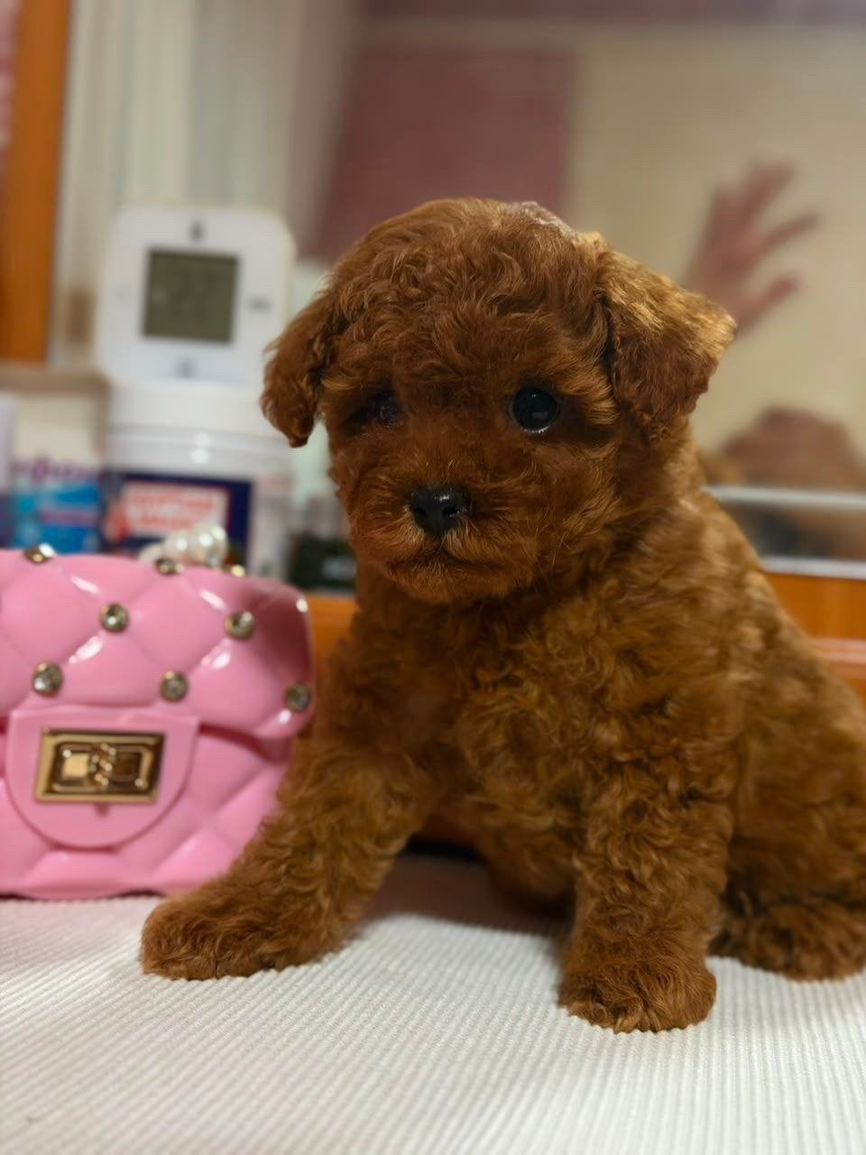 Prachtige en Gezonde Toy Poedel Puppies (Red / Red Brown), Poedel, 15 weken tot 1 jaar, Parvo, Meerdere