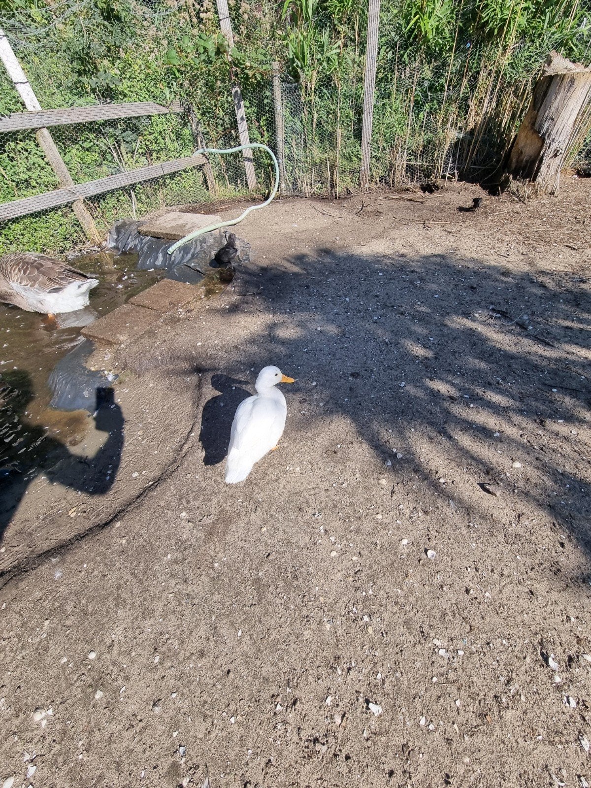 te koop jonge kwaker, Dieren en Toebehoren, Meerdere dieren, Eend