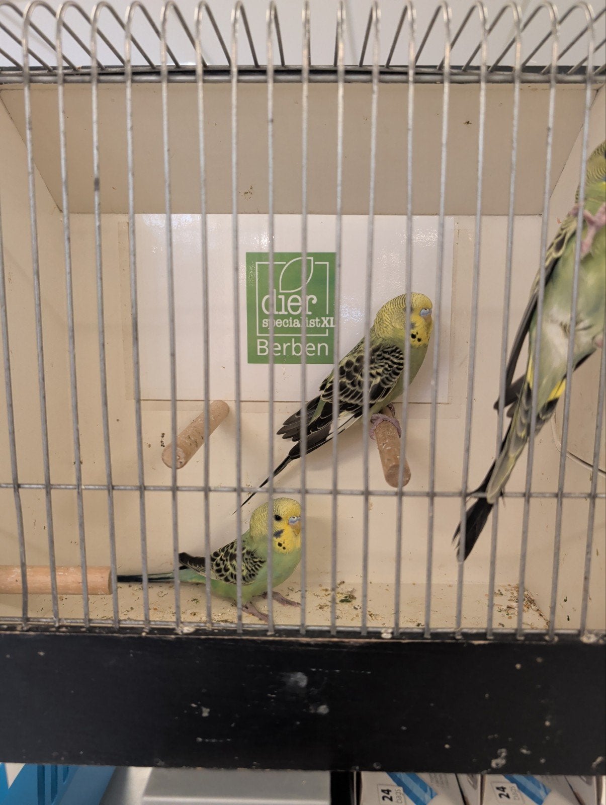 Jonge grasparkieten om tam te maken, Dieren en Toebehoren, Vogels | Parkieten en Papegaaien, Meerdere dieren, Parkiet, Tam