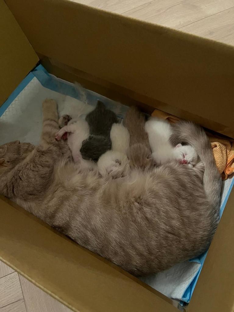 Raszuivere Britse Korthaar kittens, Dieren en Toebehoren, Katten en Kittens | Raskatten | Korthaar