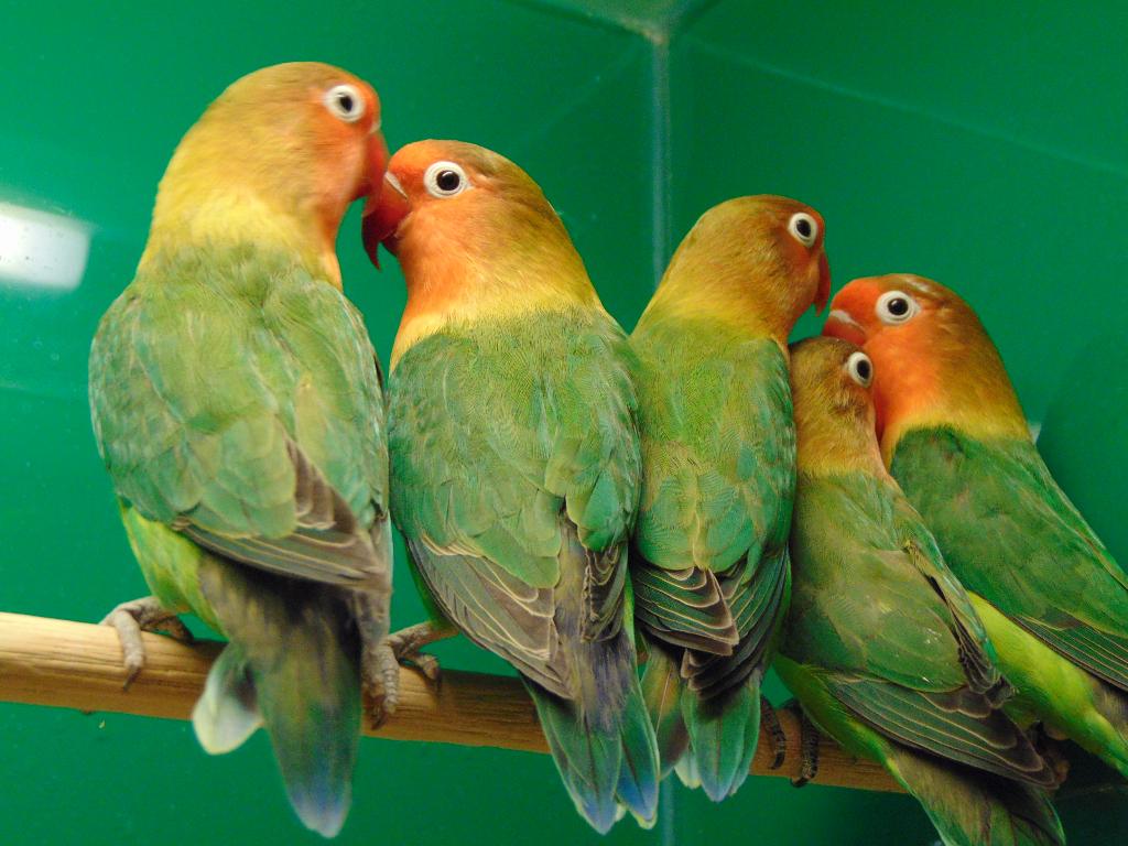 Agapornis fischeri, Geslacht onbekend, Dwergpapegaai of Agapornis, Geringd