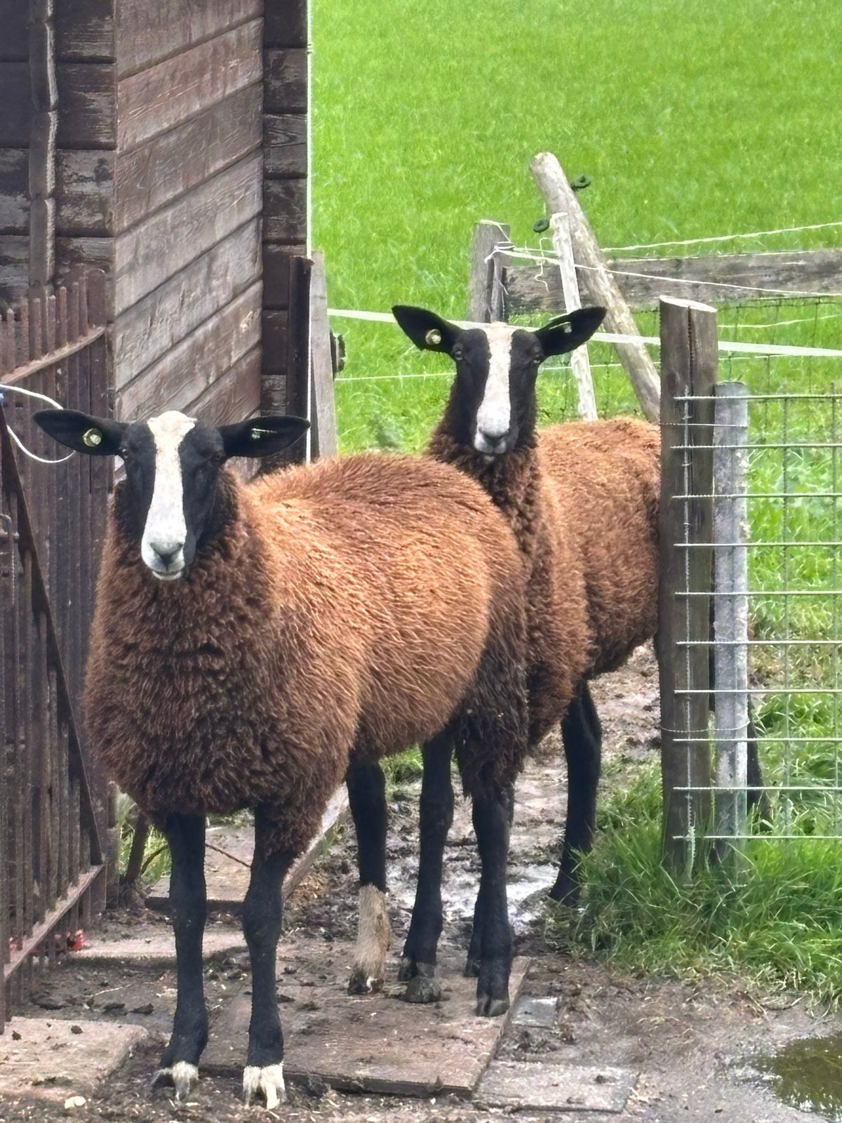 Zwart/bles ooien schapen, Vrouwelijk, Schaap