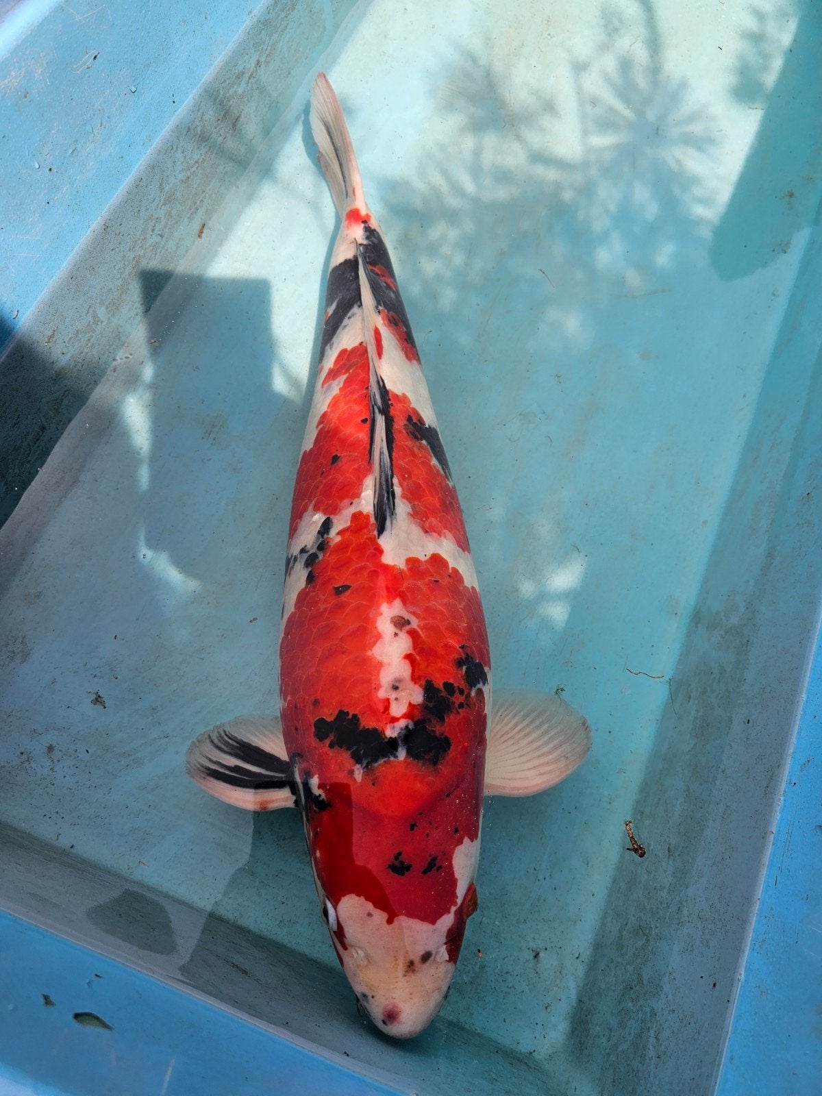 Showa 58 cm, Karper of Koi