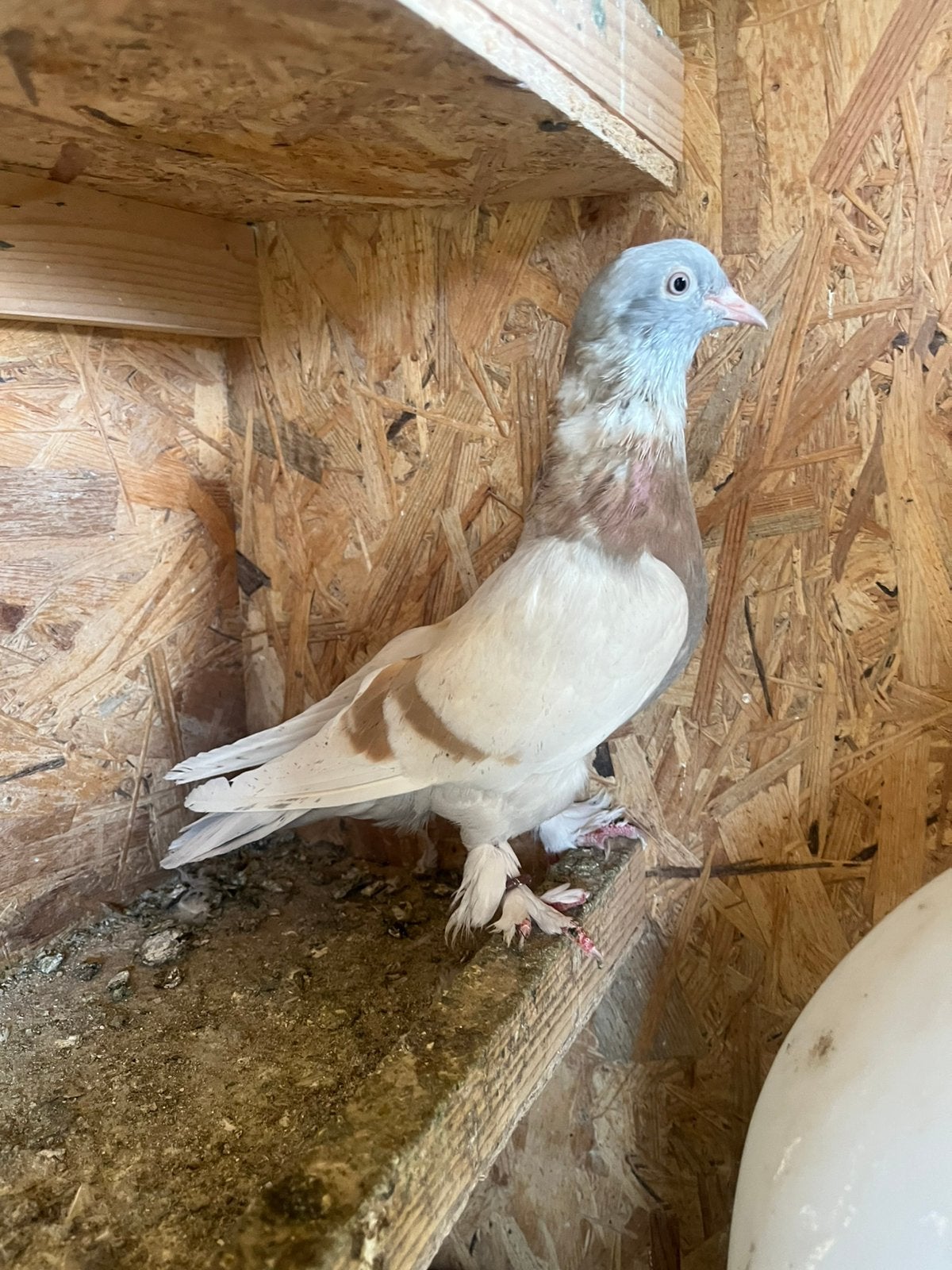 Takla duif, Dieren en Toebehoren, Vrouwelijk, Kropper