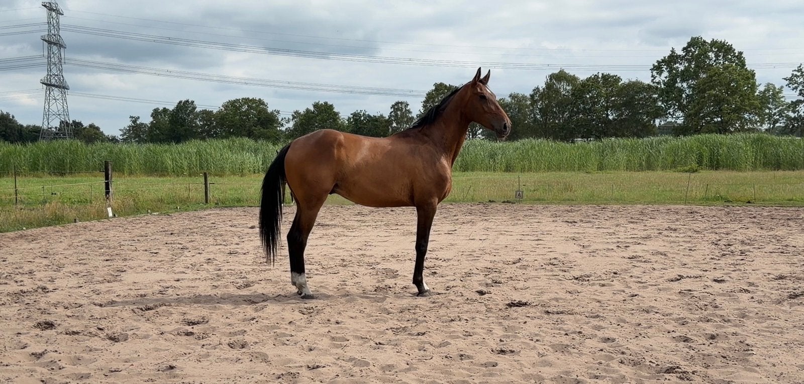 Te koop | Sandor | 4-jarige KWPN dressuurruin, Dieren en Toebehoren, Met stamboom, Ruin, Dressuurpaard, Onbeleerd
