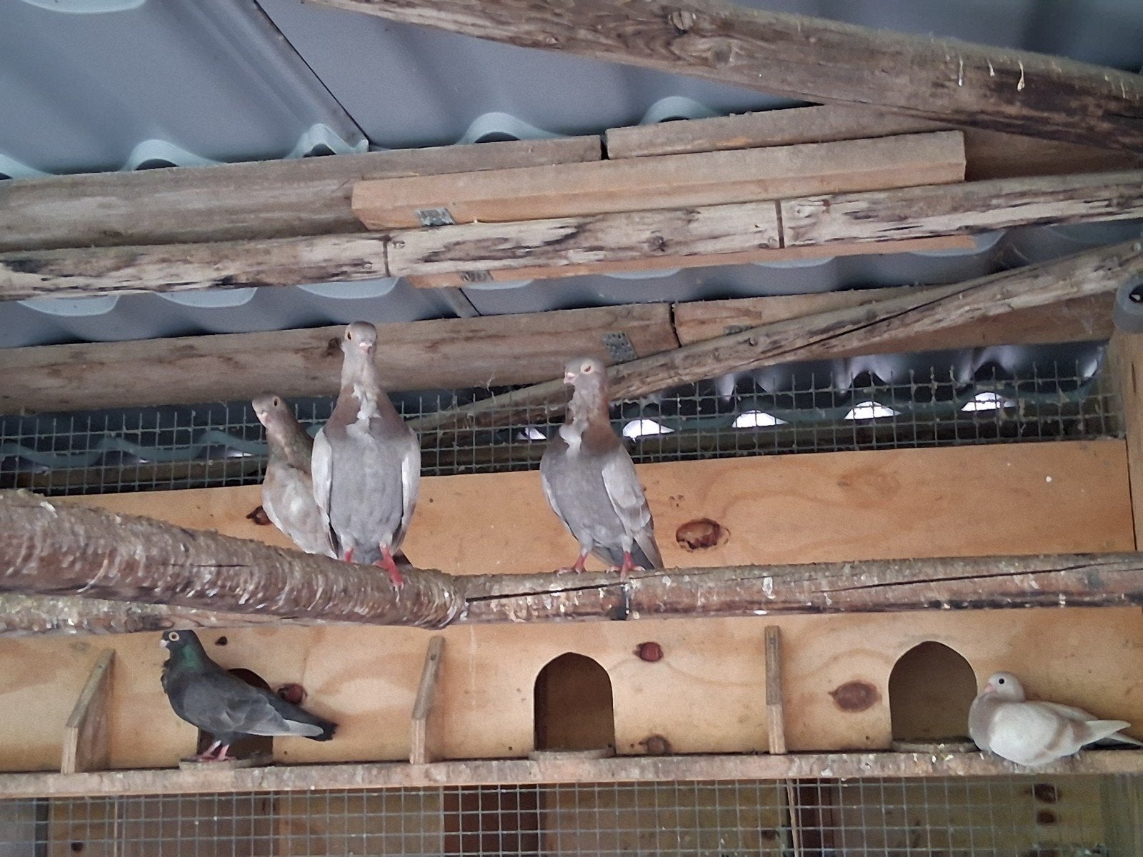 figurita 2 koppels te koop, Meerdere dieren, Overige soorten
