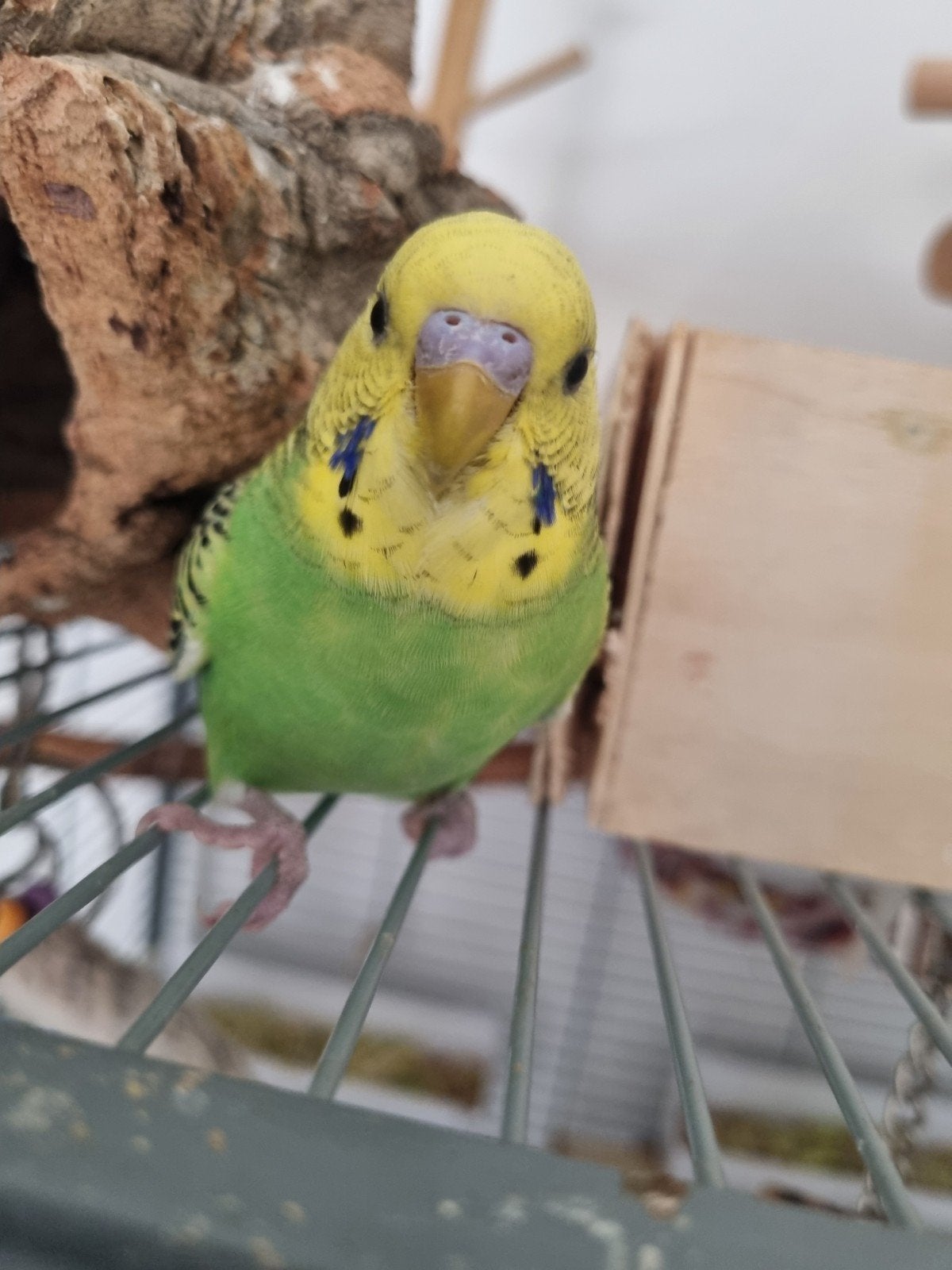 Grasparkiet, Dieren en Toebehoren, Mannelijk, Parkiet