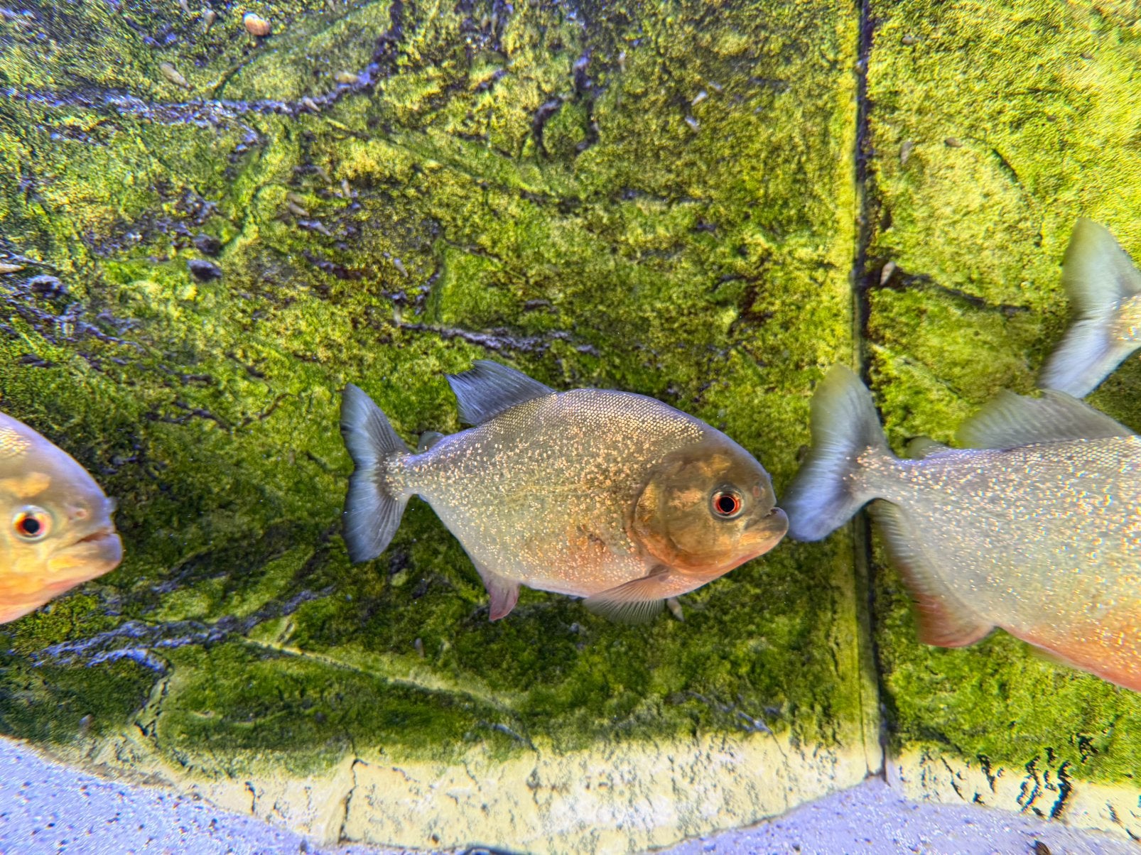 10 grote Red belly piranha’s, Overige soorten
