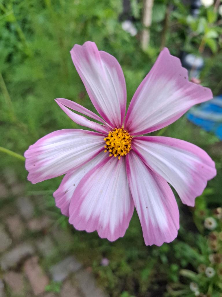 Cosmea Candy Stripe, Ophalen of Verzenden, Voorjaar, Volle zon, Zaad
