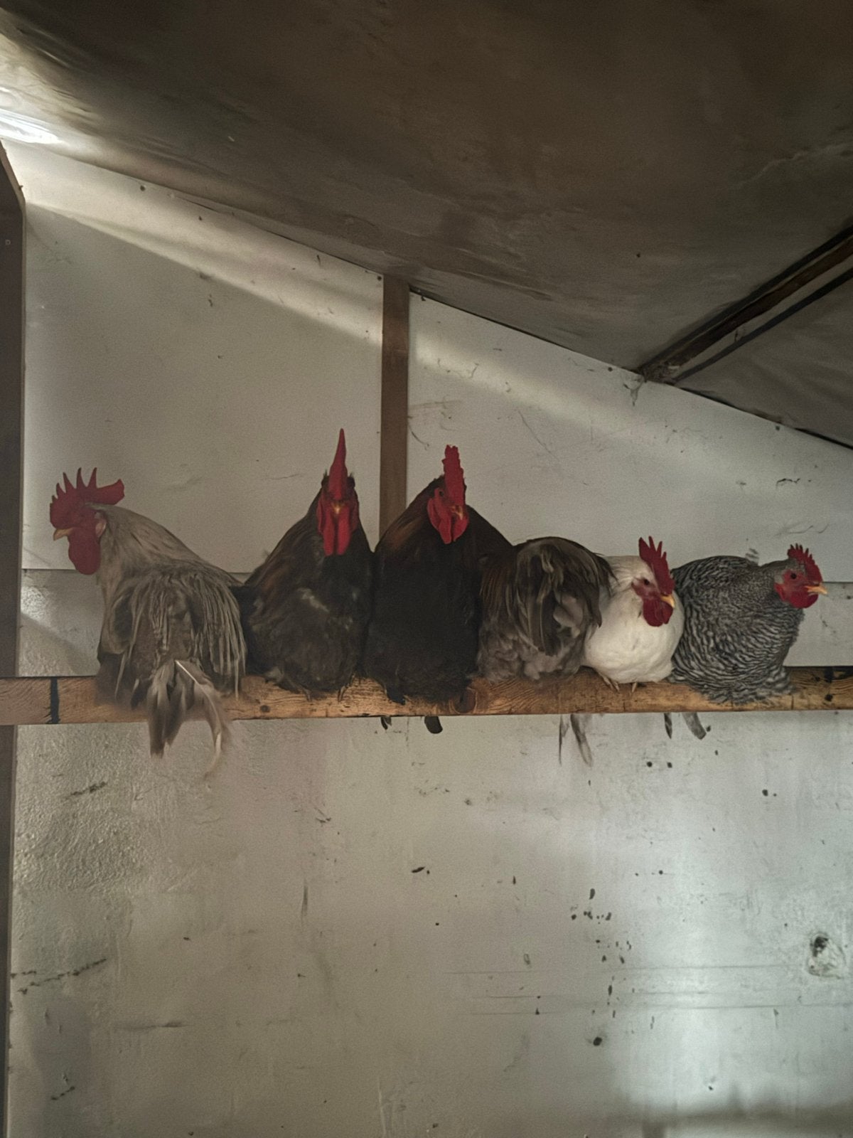 Hanen: noord hollanse blauwe, barnevelder, brahma, leghorn, Dieren en Toebehoren
