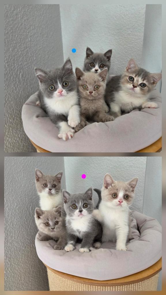 Britse korthaar kittens met stamboom lilac blue golden tabby, Meerdere dieren, Met stamboom, 0 tot 2 jaar