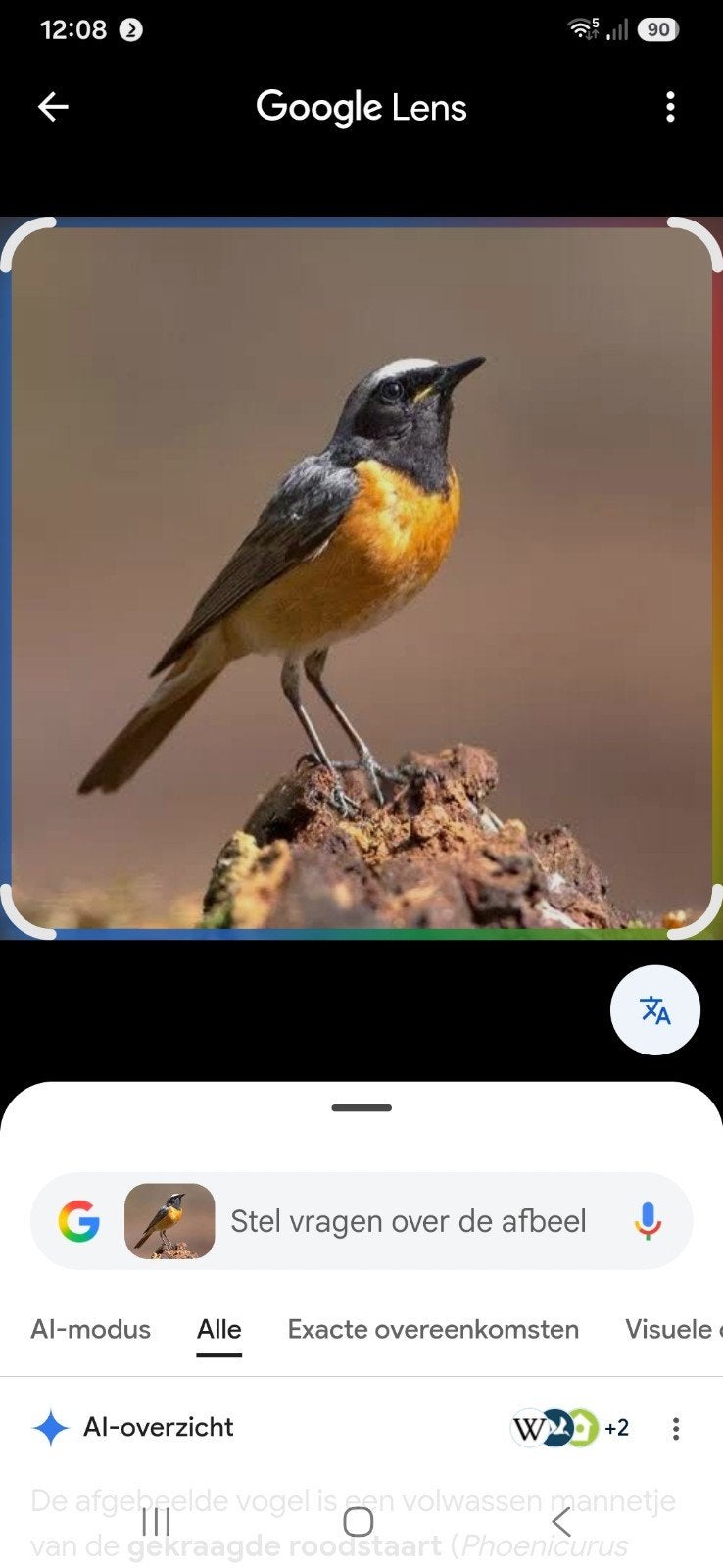 gekraagde roodstaart, Meerdere dieren, Geringd