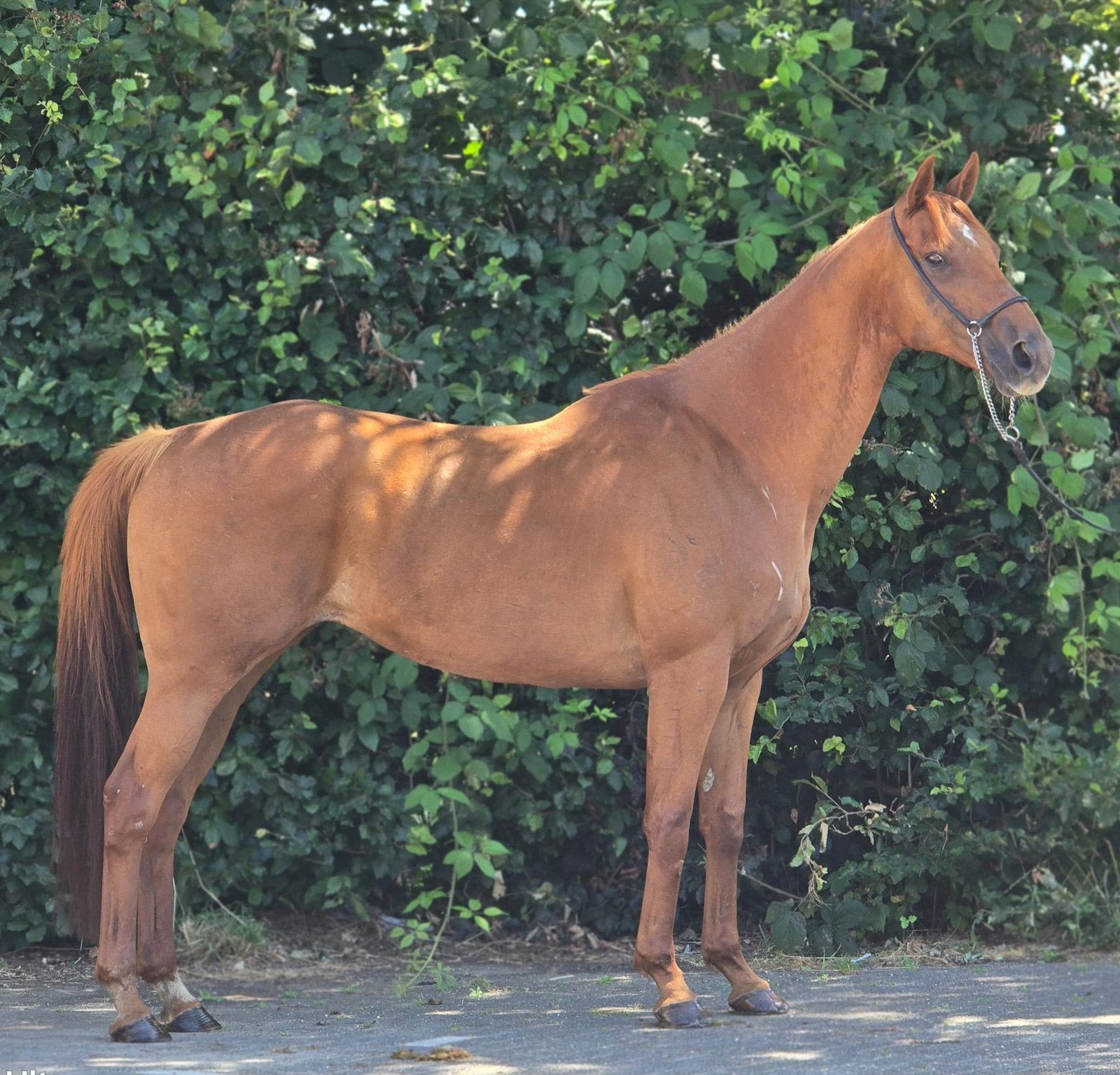 Brave rijpony merrie te koop, Dieren en Toebehoren, Paarden, Merrie, B, 160 tot 165 cm, 11 jaar of ouder