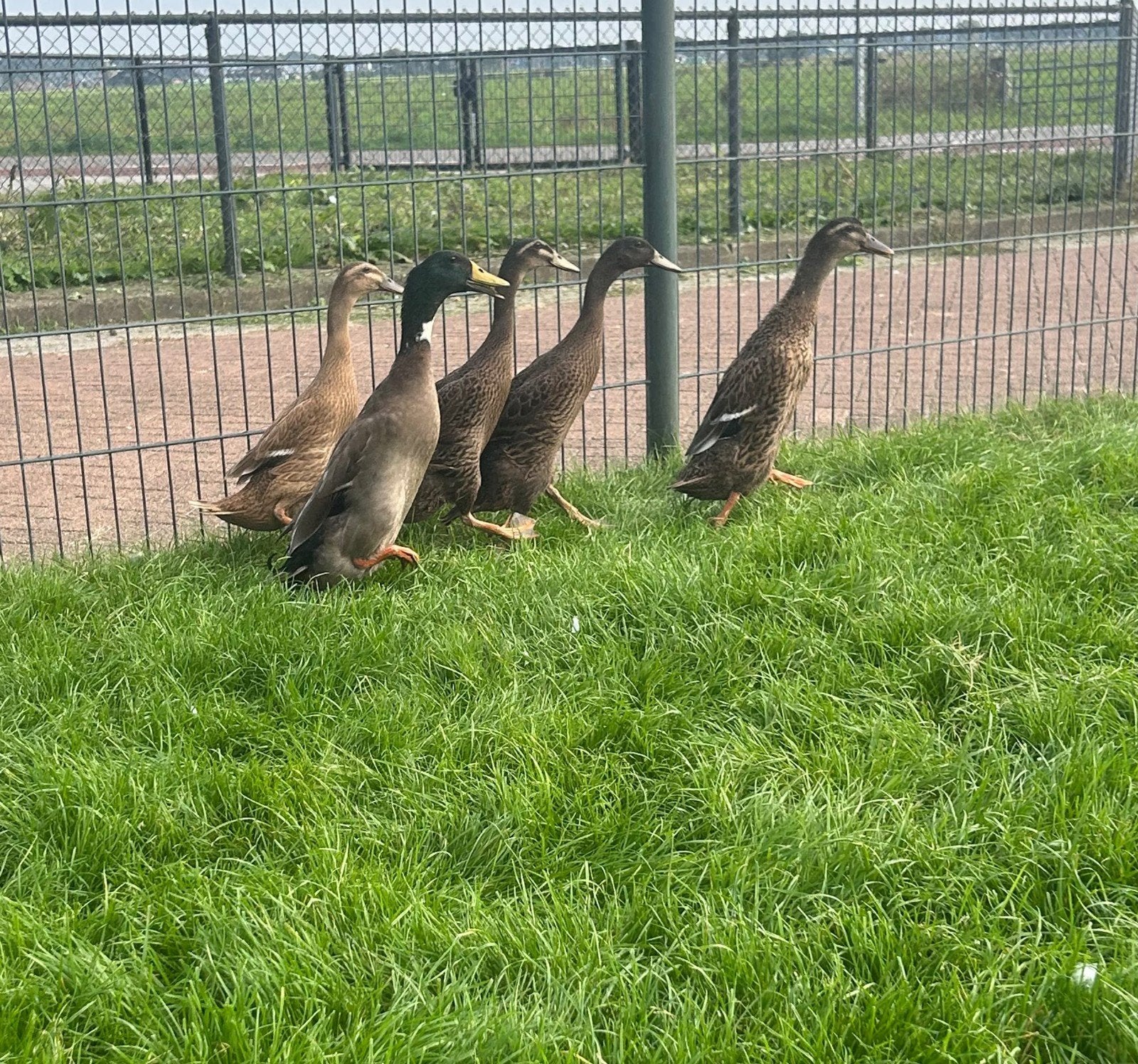 🦆🦆🦆3 x loopeend Fleseenden  jongen van dit voorjaar🦆🦆🦆, Dieren en Toebehoren, Meerdere dieren, Eend