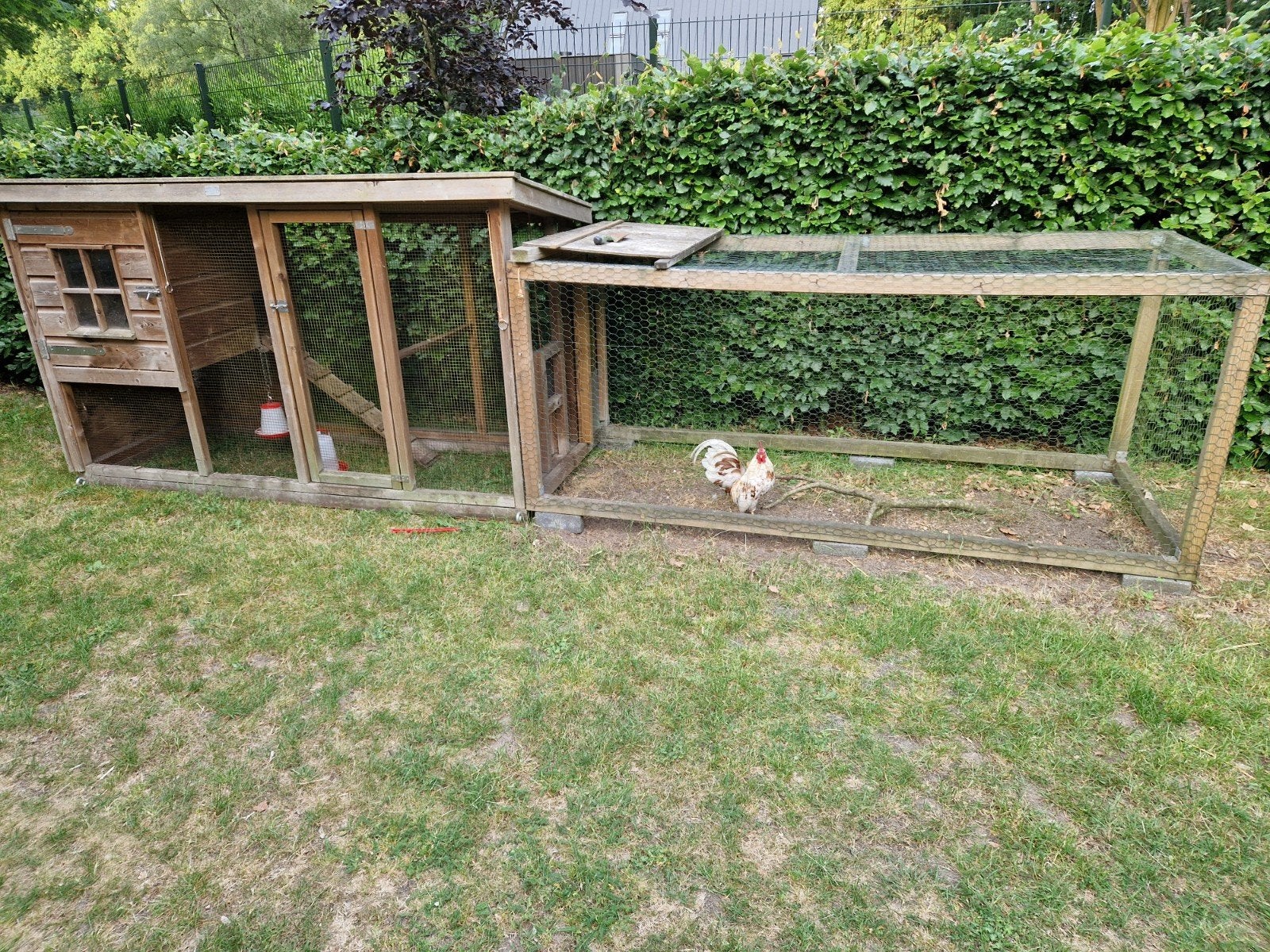 Gevraagd Serama hennetje, Dieren en Toebehoren, Ophalen of Verzenden, Kippenhok of Kippenren