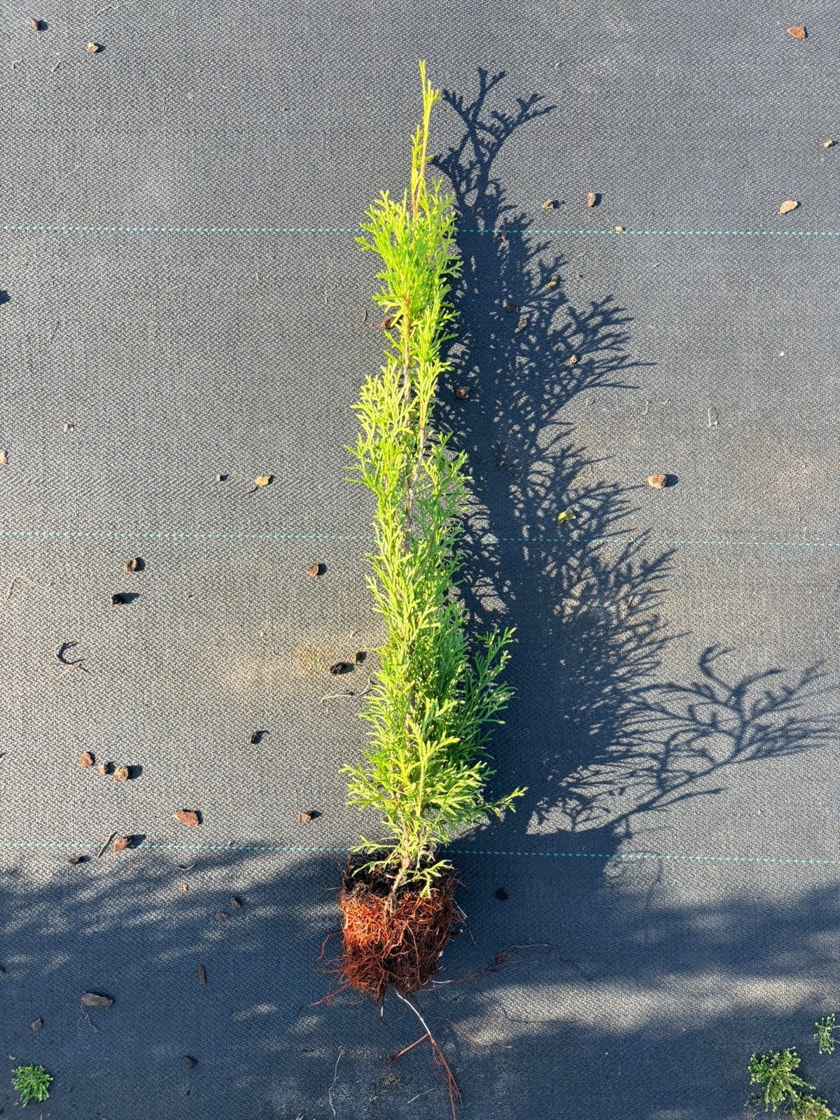 Haag / heg conifeer Thuja occidentalis ‘Smaragd’, Ophalen of Verzenden, Conifeer, 100 tot 250 cm
