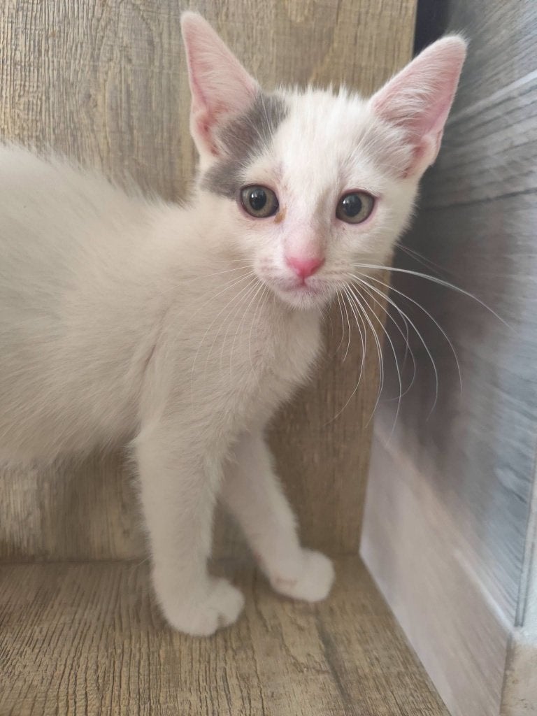 Jarela, Pim, vrl. 12-05-2026  gered uit het asiel, Dieren en Toebehoren, Katten en Kittens | Overige Katten, Kortharig, Poes, 0 tot 2 jaar