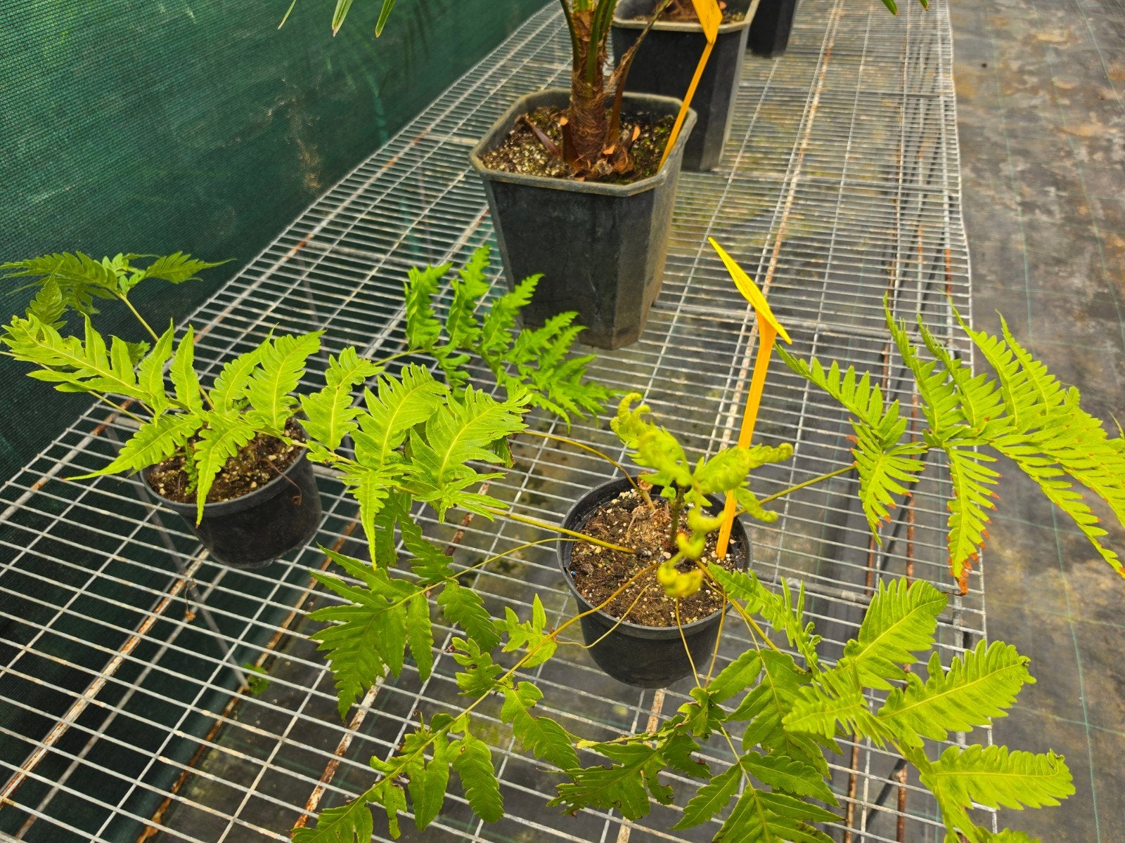 Woodwardia radicans varen, Tuin en Terras, Planten | Tuinplanten, Ophalen, Overige soorten, Volle zon