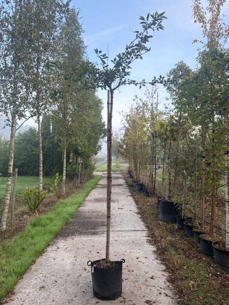 prunus autumnalis rosea  outlet  220 stam, Winter, 100 tot 250 cm, Ophalen, Volle zon