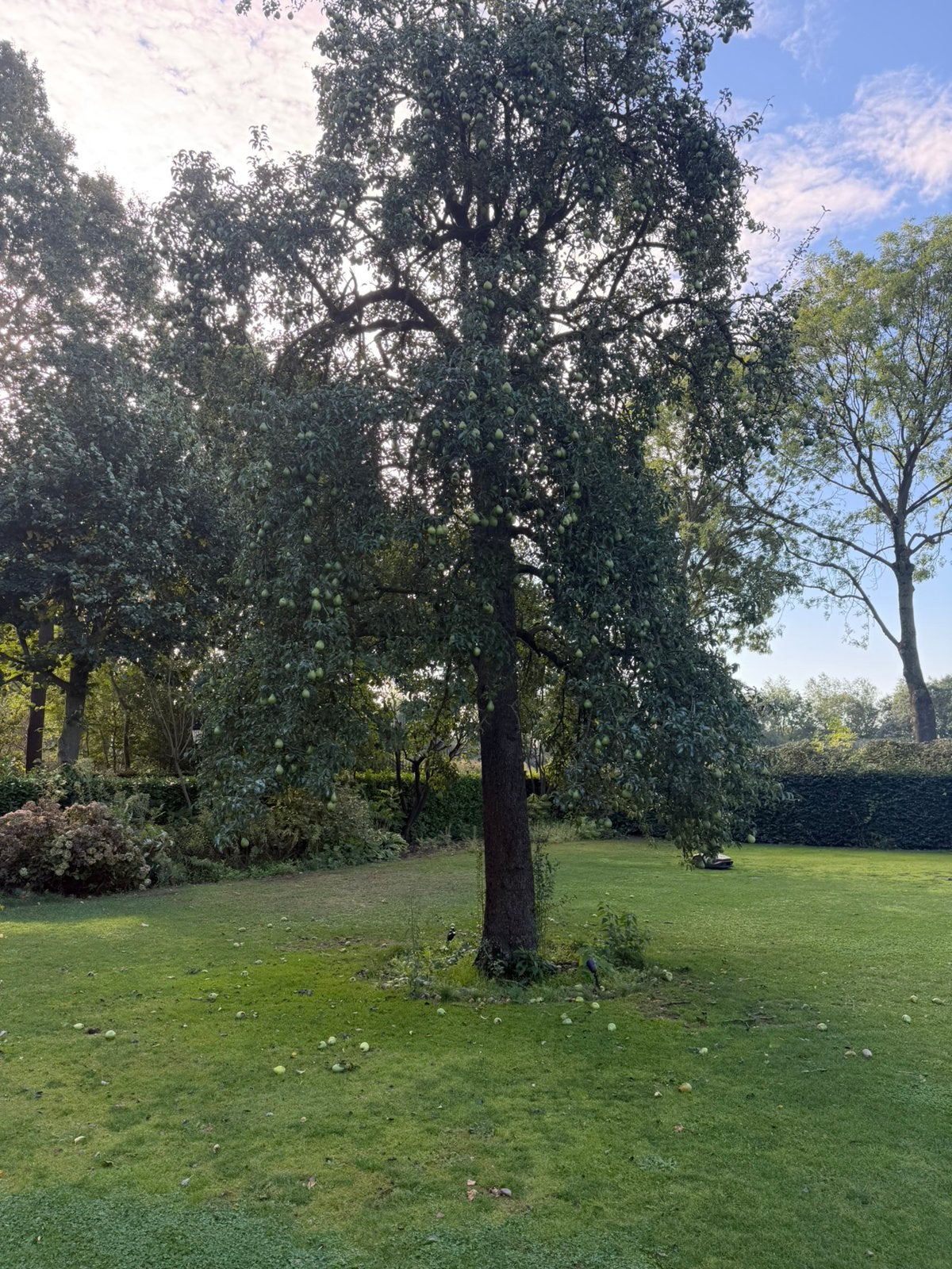 Perenboom te koop, Tuin en Terras, Planten | Bomen, Ophalen, Volle zon, Overige soorten