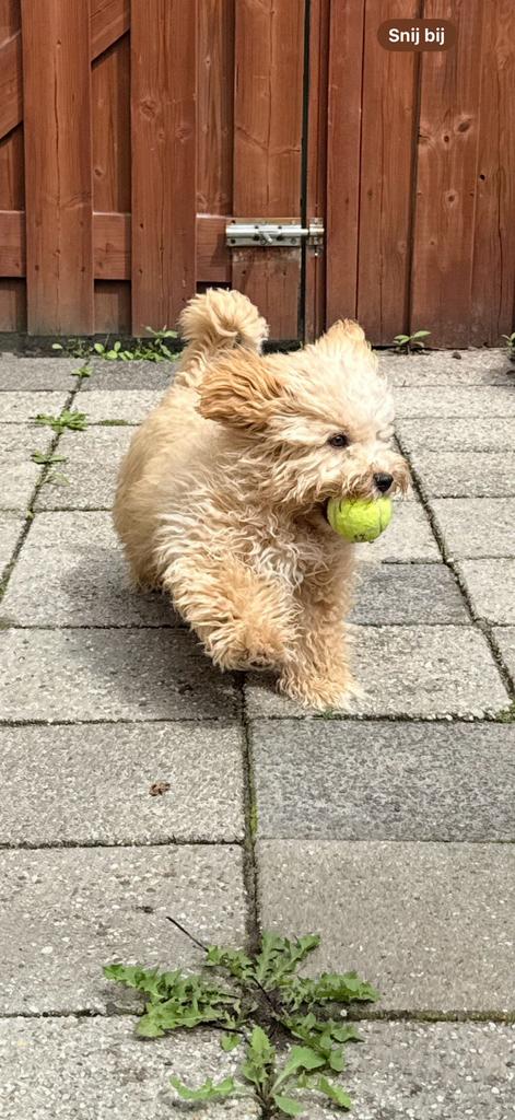 Cavapoo Dekreu - Senno - 1 jaar oud, Reu, 1 tot 2 jaar, Parvo, Eén hond