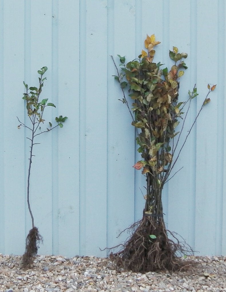 Malus sylvestris 80/120cm- Wilde appel plantgoed, Overige soorten, Lente, 100 tot 250 cm, Ophalen