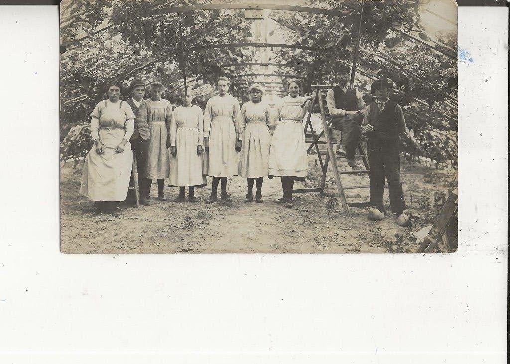 Westland onbekend Druivenkrentsters in boogkas Fotokaart, Verzamelen, Ansichtkaarten | Nederland, Ophalen of Verzenden, Voor 1920