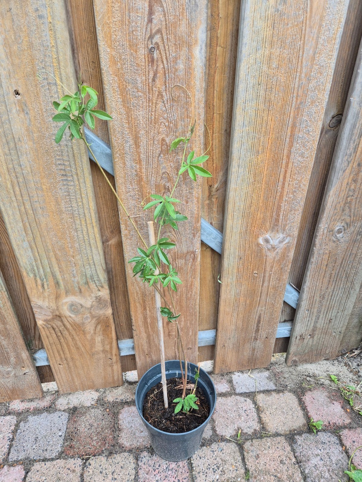 Passiebloem blauw, Tuin en Terras, Planten | Tuinplanten, Ophalen, Eenjarig, Groenteplanten, Volle zon