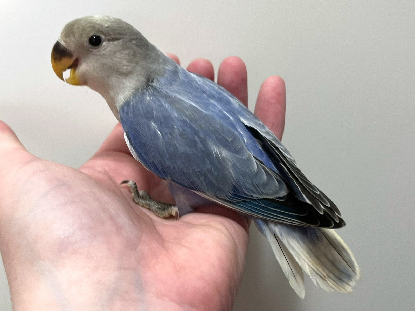 Lief Agapornis Roseicollis popje DNA + ziektevrij getest, Dieren en Toebehoren, Vrouwelijk, Dwergpapegaai of Agapornis, Tam