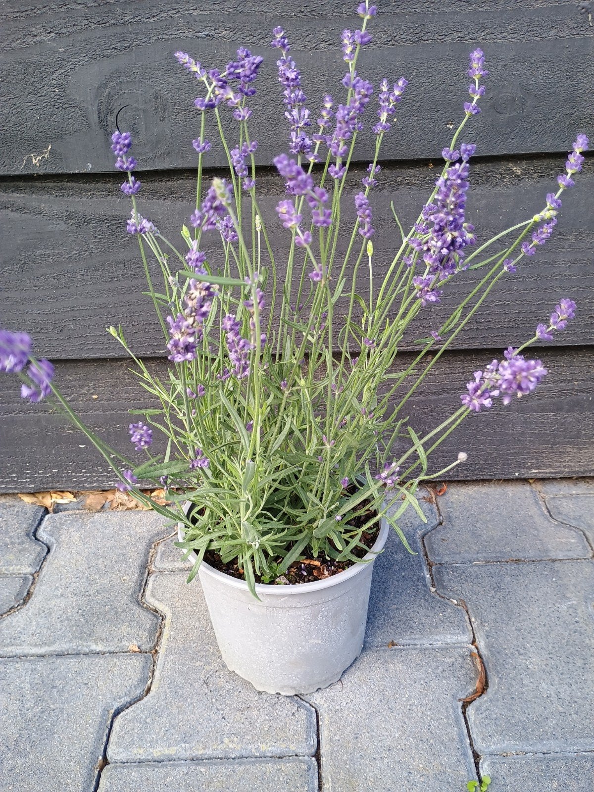 Lavendel 'Hidcote' in 2 liter pot - Sterke geur en kleur, Ophalen, Volle zon, Vaste plant, Kruiden