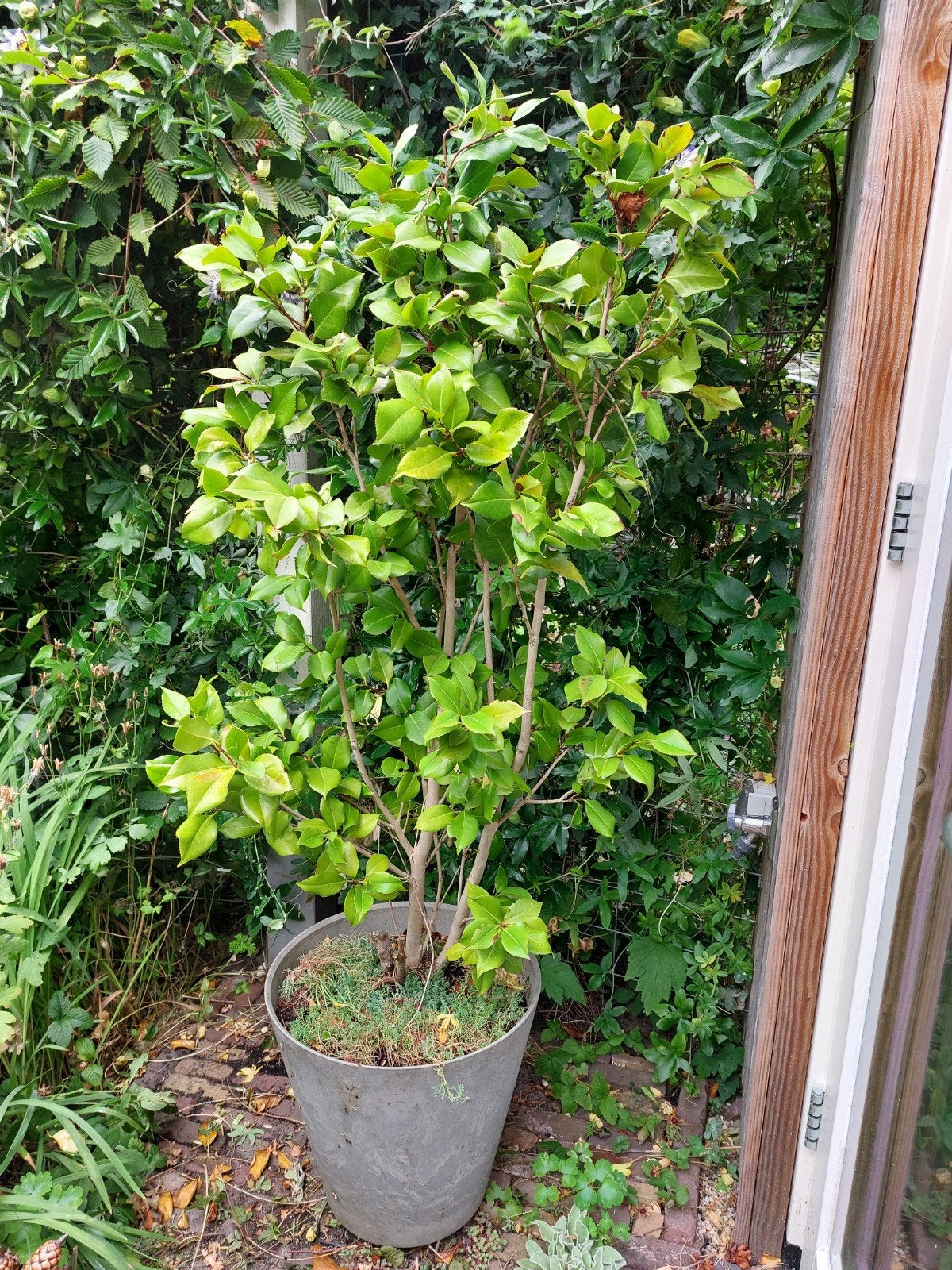 Prachtige Groenblijvende Camelia - 160cm hoog, Ophalen, Overige soorten, Halfschaduw
