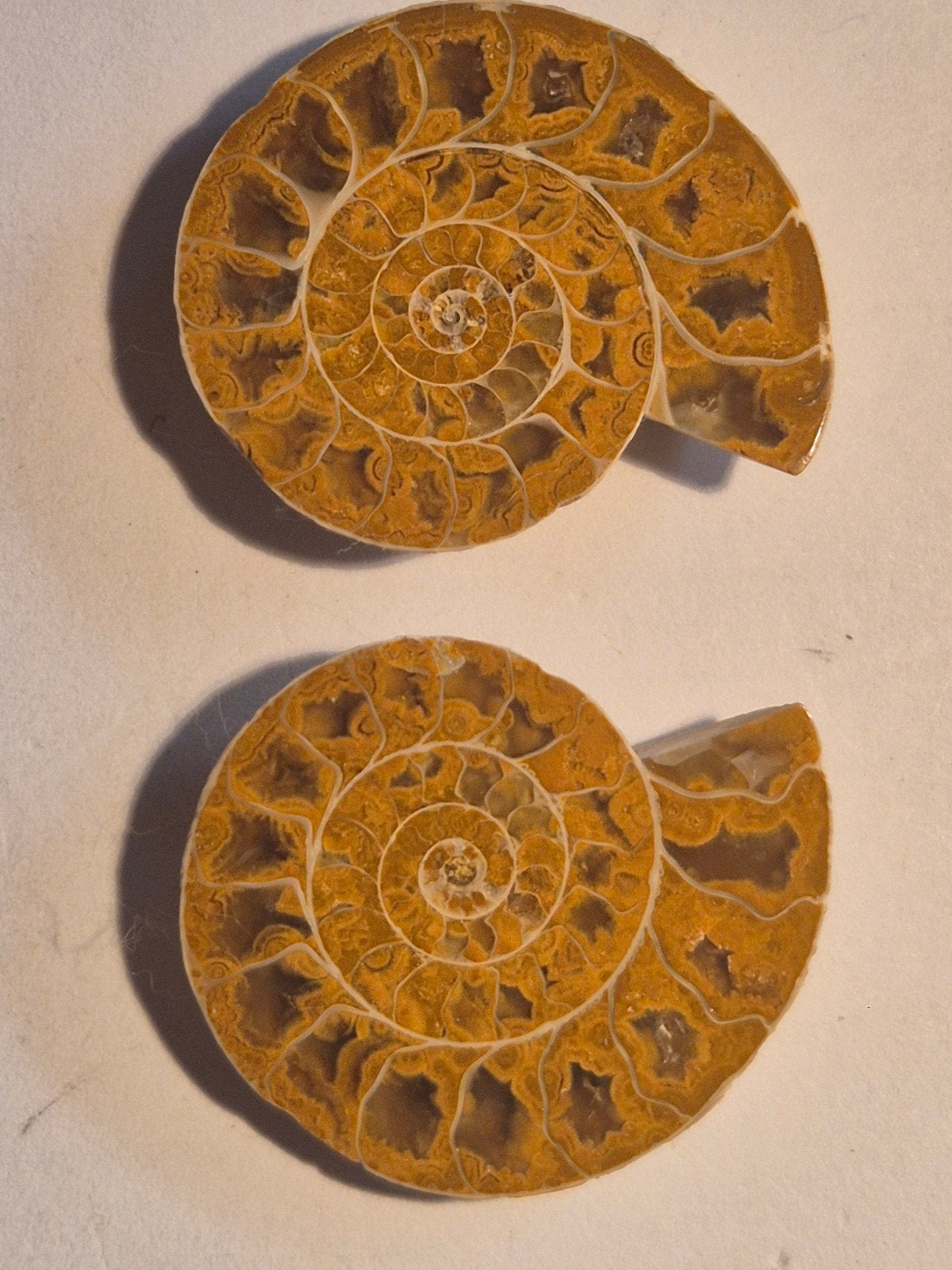 geel/oranje kleurig ammonietje9, Ophalen of Verzenden