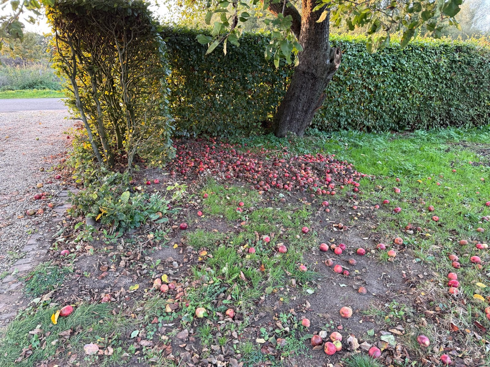 Gratis appels voor de paarden, Ophalen