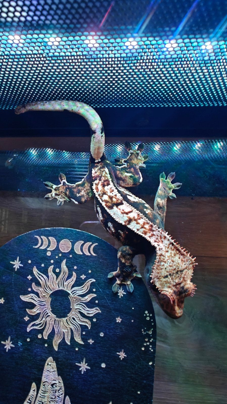 crested gecko female