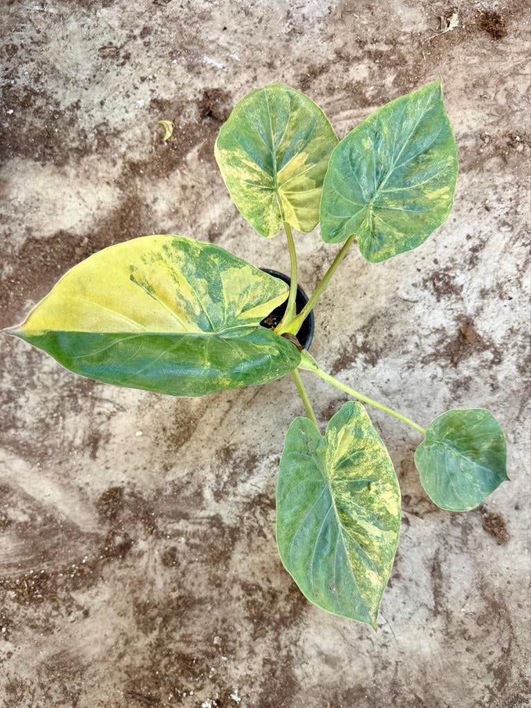 Alocasia Wentii Aurea, Ophalen of Verzenden