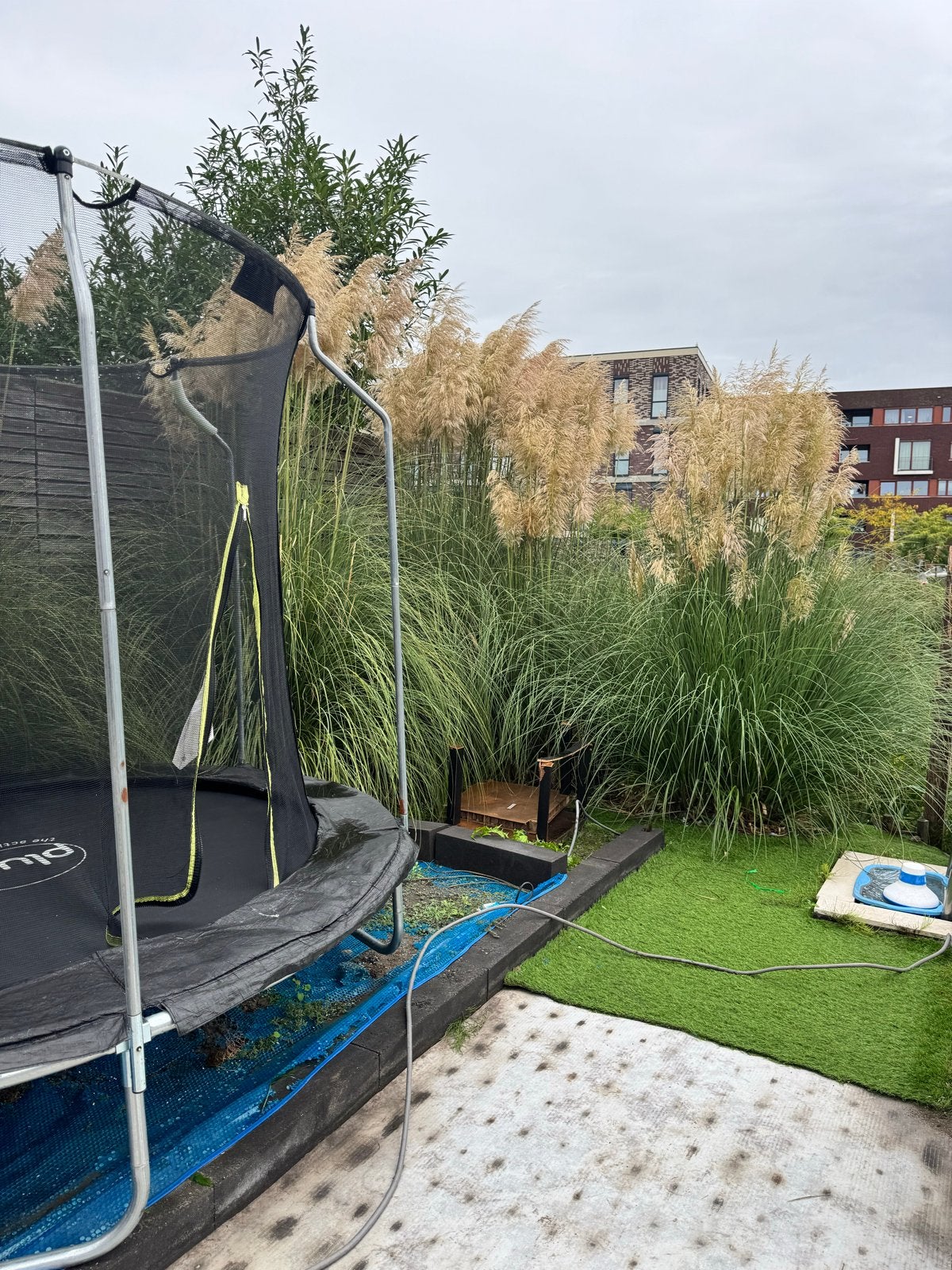 Pampasgras (Cortaderia selloana), Volle zon, Vaste plant, Siergrassen, Ophalen of Verzenden