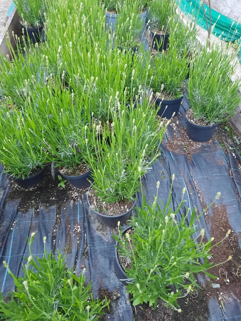 Lavendel angustifolia winterhard in 2 liter pot, Tuin en Terras, Planten | Bomen, Overige soorten, Minder dan 100 cm, Volle zon