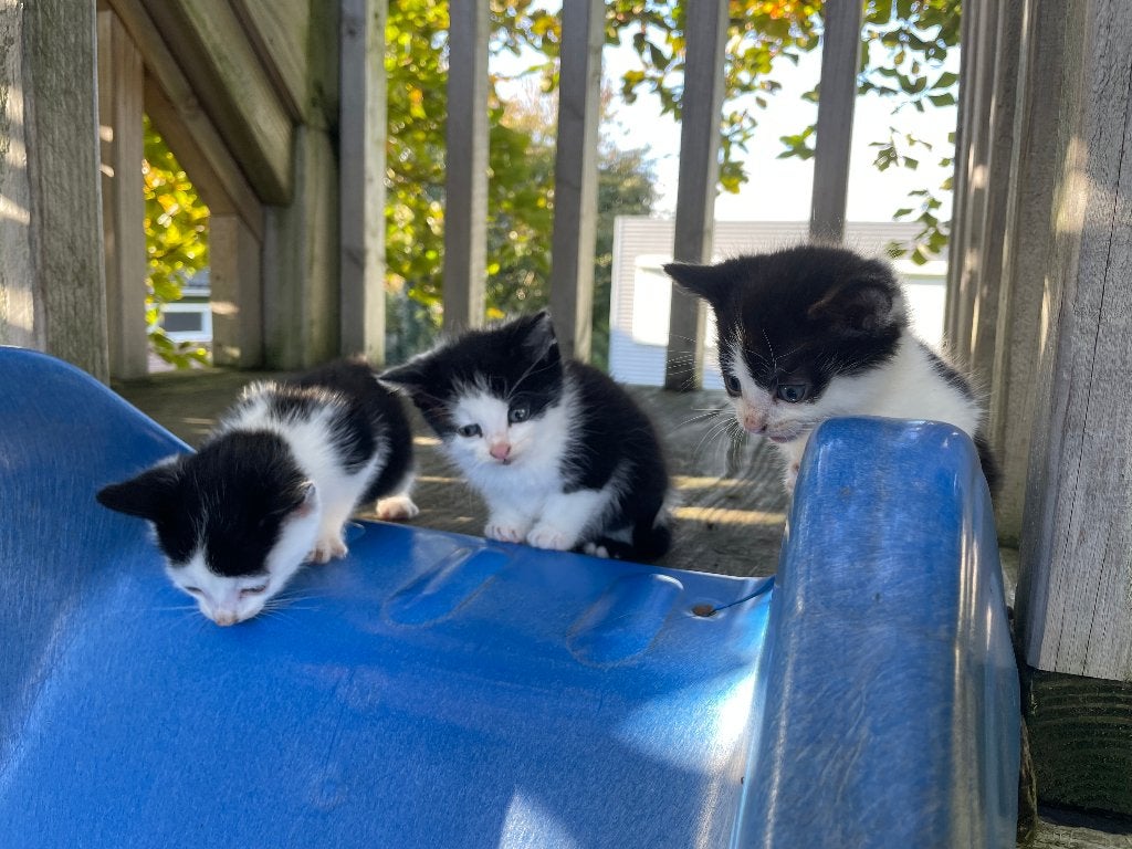6 Superlieve Kittens jonge poesjes, Dieren en Toebehoren, Meerdere dieren, Kortharig, 0 tot 2 jaar